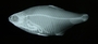 Cheirodon ibicuhiensis 37 mmSL FMNH 98573 xray